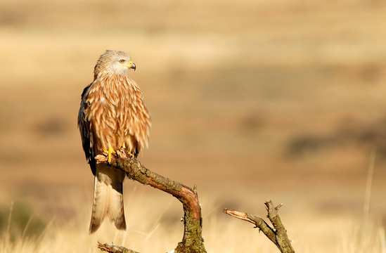 Milanos en la naturaleza