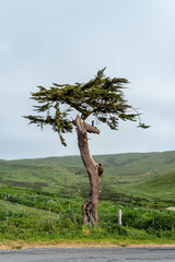 Twisted cypress tree in Point Reyes National Seashore, California, USA