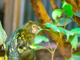 Pygmy marmoset in zoo