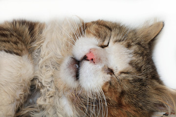 Close-up of a sleeping cat, a cat has found its home and is happy rescue animals from the street. Cozy house with pets