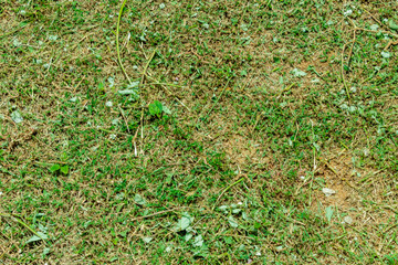 Obraz premium field of green grass with trimming from landscaping