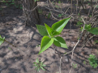 Nice green young leafs in early May in Saint-Petersburg