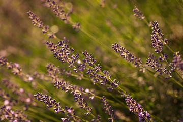 Lavender flowers outdoor in sunlight