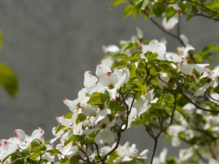 Cornus florida - Blütenstand des Blüten-Hartriegels or Amerikanischer Blumen-Hartriegel, ein...