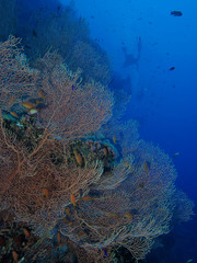 Sea fan coral (Annelle mollis)
