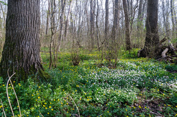 Blossom wood anemones on the ground in a forest