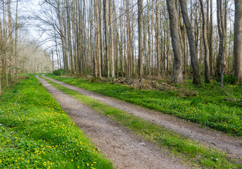 Beautiful country road through a decduous forest by springtime