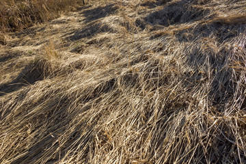 old dry grass background