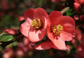Fototapeta na wymiar pink flowers of Chaenomeles japonica ornamental bush