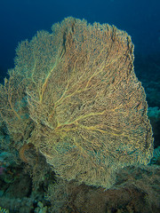 Sea fan coral (Annelle mollis)
