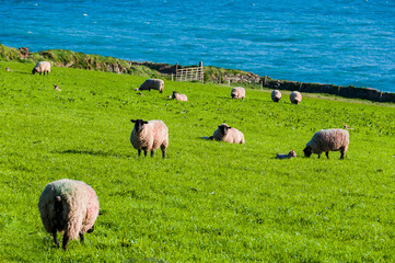 Fototapeta premium Porthleven, Schafe, Schafherde, Küste, Cornwall, Südengland