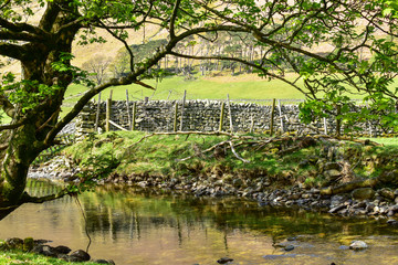 Tree by calm small river. Stone wall / fence on other side of riverbank. Grisedale pike, Lake District, England, UK