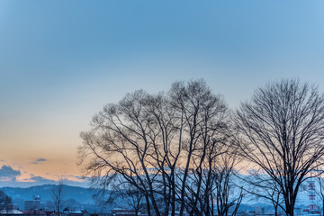 Sunset on snow and tree