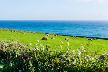 Porthleven, Schafe, Schafherde, K&uuml;ste, Steilk&uuml;ste, Cornwall, Landwirtschaft,  S&uuml;dengland