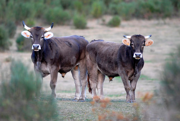 Naturaleza y paisajes de la provincia de León