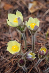 The first spring flowers of Prairie crocus, Pasque flower, prairie anemone, prairie smoke, wind flower (Pulsatilla patens) against the background of last year's foliage. Yellow flowers snowdrops.