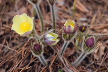 The first spring flowers of Prairie crocus, Pasque flower, prairie anemone, prairie smoke, wind flower (Pulsatilla patens) against the background of last year's foliage. Yellow flowers snowdrops.