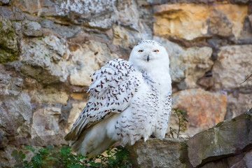 Snowy owl. White owl perfectly adapted to the peculiarities of tundra lighting, where in winter for...