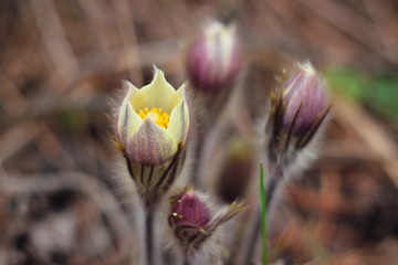 The first spring flowers of Prairie crocus, Pasque flower, prairie anemone, prairie smoke, wind flower (Pulsatilla patens) against the background of last year's foliage. Yellow flowers snowdrops.