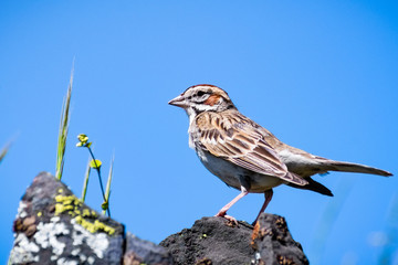 Close up of Lark Sparrow (Chondestes grammacus) perched on a rock; blue sky background, North Table Ecological Reserve, Oroville, California