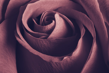 charming lovely rose, close up, toned