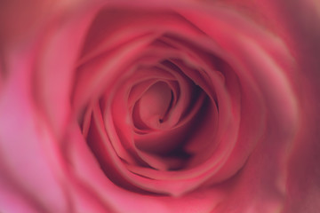 Fototapeta na wymiar charming lovely rose, close up, blurred