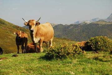 Naturaleza y paisajes de la provincia de León