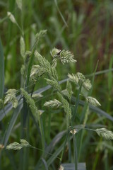 The cause of the hay fever / Orchardgrass
