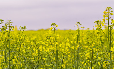 Obraz premium Rapeseed field, Blooming canola flowers close up.