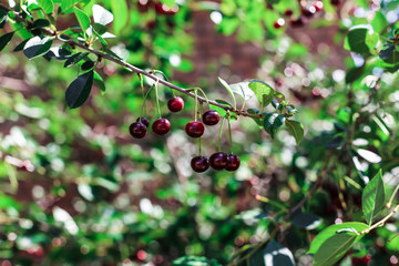 Cherries in the garden, ripe very tasty