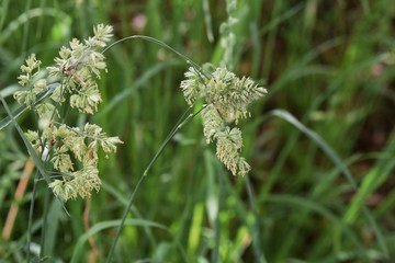 The cause of the hay fever / Orchardgrass