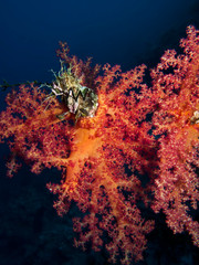 Soft Coral