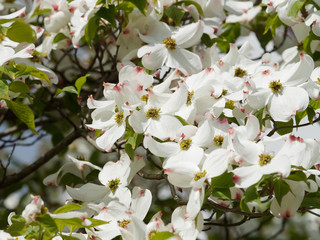 Cornus Florida - Flowering Dogwood, a spectacular flowering tree with white and pink blooms.