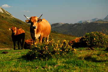Naturaleza y paisajes de la provincia de León