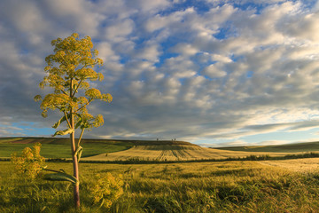 SPRINGTIME. Between Apulia and Basilicata. Hilly landscape with corn field immature dominated by clouds. ITALY. 