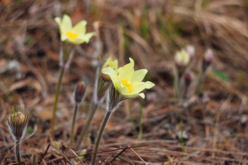The first spring flowers of Prairie crocus, Pasque flower, prairie anemone, prairie smoke, wind flower (Pulsatilla patens) against the background of last year's foliage. Yellow flowers snowdrops.