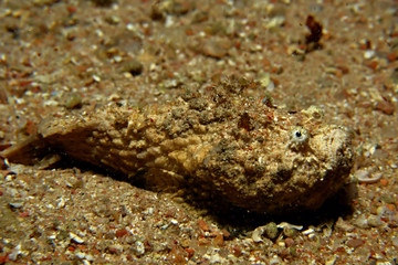 Stonefish (Synanceia verrucosa). Taking in Red Sea, Egypt.