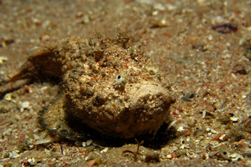 Stonefish (Synanceia verrucosa). Taking in Red Sea, Egypt.