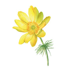 First spring wildflower yellow Adonis vernalis (also known as pheasant's eye and false hellebore). Hand drawn watercolor painting illustration isolated on white background. - obrazy, fototapety, plakaty