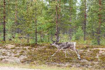 Trip to Nordkapp reindeer on the road