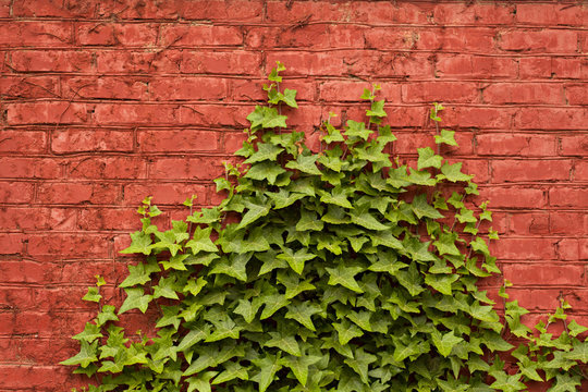 Old red wall with ivy