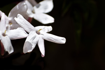Close up of fragrant white Jasmine flowers; dark background