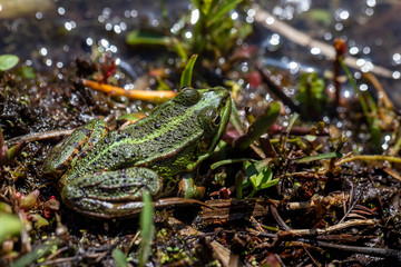 Close-up of full body little green frog on the pond