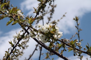 cherry tree  blooming at spring