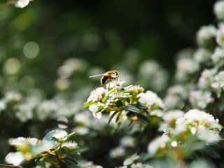 Schwebfliege auf Strauch mit weißen Blüten