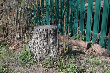 The stump of a felled tree
