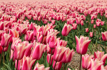Obraz premium Tulips