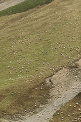 herd of sheep grazing on green meadows in the mountains of the Caucasus
