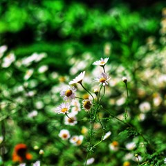 Blossomed daisies, summer day heat