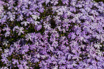 Fototapeta premium View of little lilac flowers in the spring time garden